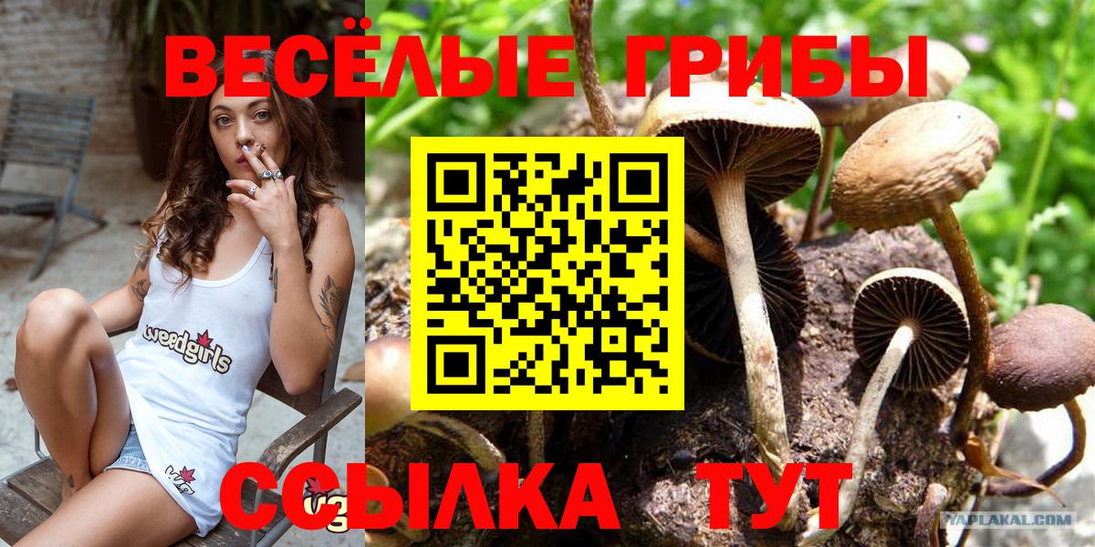 Галлюциногенные грибы прущие грибы  Вход с VPN  Чайковский 